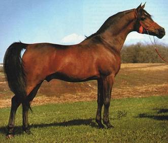 TUHOTMOS #94925 (El Sareei x Moniet El Nefous, by Shahloul) 1962 bay stallion
