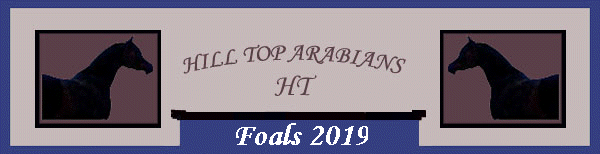 Foals 2019